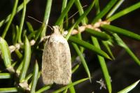 Agonopterix scopariella
