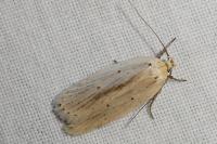 Agonopterix pallorella
