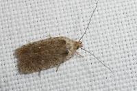 Agonopterix oinochroa