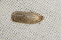 Agonopterix rotundella