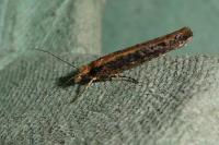 Ypsolopha ustella