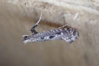 Parornix anglicella