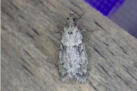 Diurnea fagella