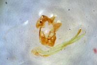 Eriocrania semipurpurella