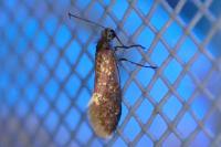 Eriocrania semipurpurella