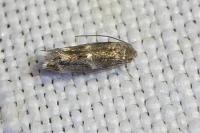 Elachista consortella