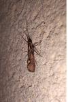 Esperia sulphurella