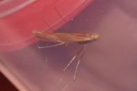 Caloptilia