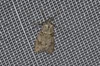Diurnea fagella