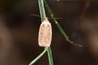 Agonopterix scopariella