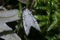 Diurnea fagella