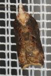 Acleris cristana