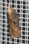 Acleris cristana