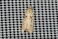Diurnea fagella