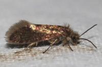 Eriocrania