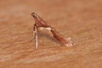 Caloptilia stigmatella