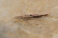 Ypsolopha mucronella