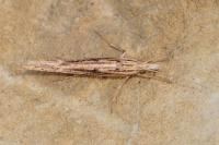 Ypsolopha mucronella