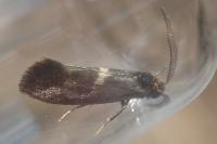 Incurvaria pectinea