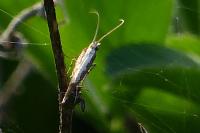 Plutella xylostella