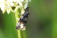 Endothenia gr. gentianaeana