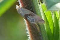 Falseuncaria