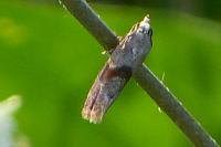 Falseuncaria