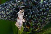 Falseuncaria