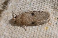 Agonopterix propinquella