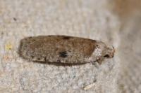 Agonopterix propinquella