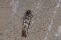 Rhyacionia duplana