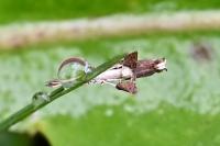 Caloptilia fidella