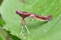 Caloptilia fidella