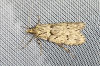 Diurnea fagella
