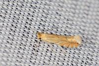 Phyllonorycter quercifoliella
