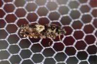 Pammene argyrana