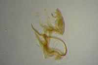 Aproaerema anthyllidella