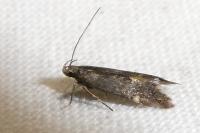 Aproaerema anthyllidella
