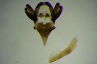 Epichnopterix sieboldii