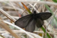Epichnopterix sieboldii