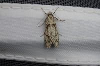 Diurnea fagella