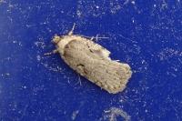 Agonopterix
