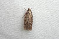 Depressaria