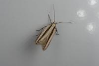 Mirificarma interrupta