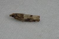 Crocidosema plebejana