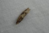 Crocidosema plebejana