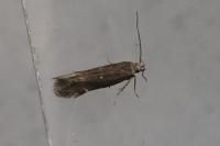 Aproaerema anthyllidella