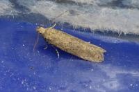 Scrobipalpa