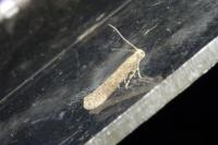 Scrobipalpa