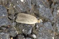 Agonopterix